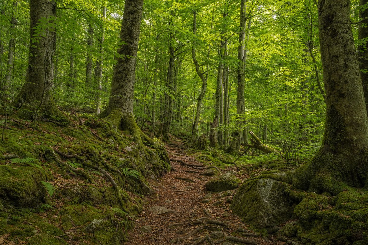 Kellerwald forest
